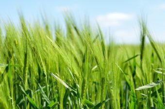 barley field farm