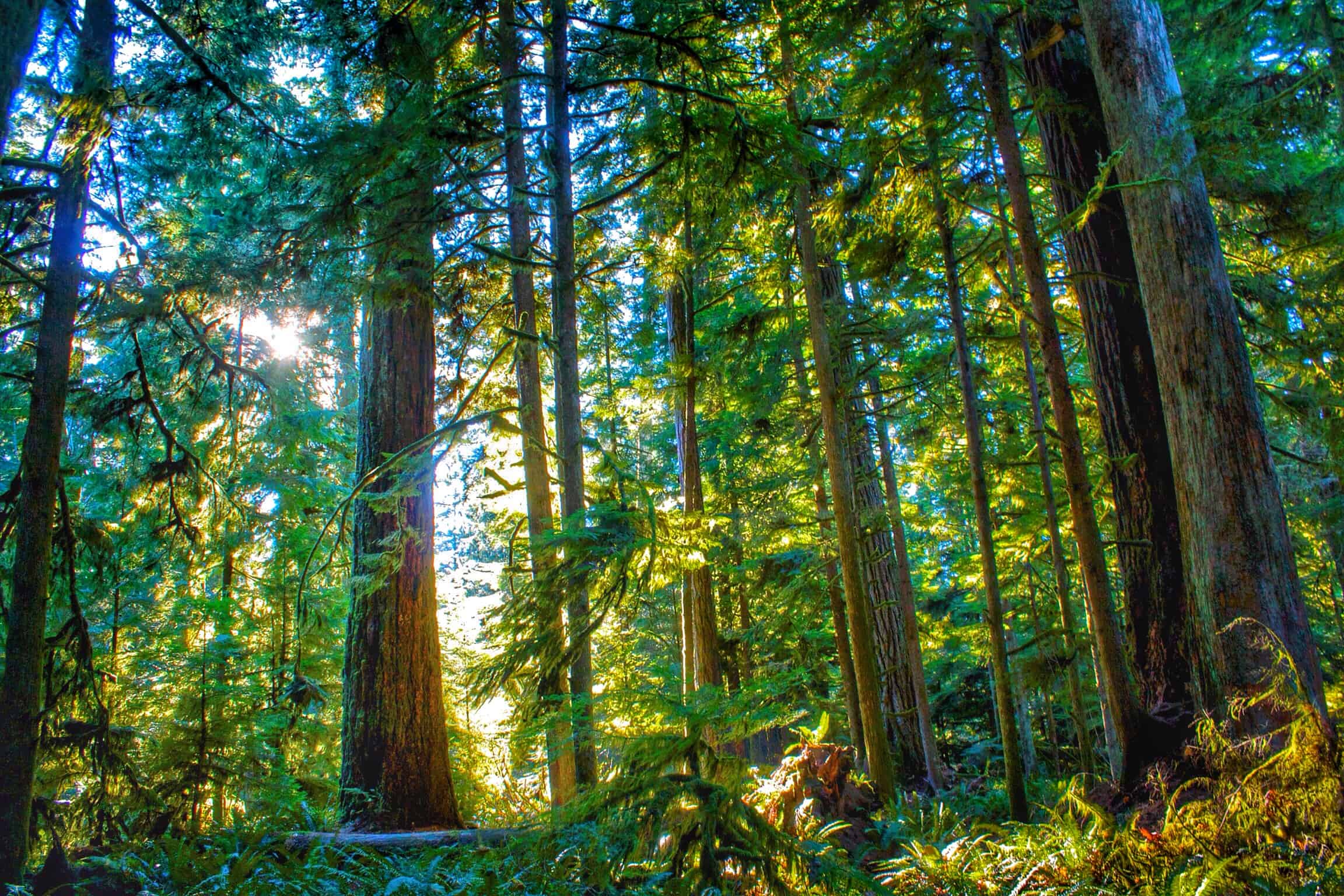 forests trees