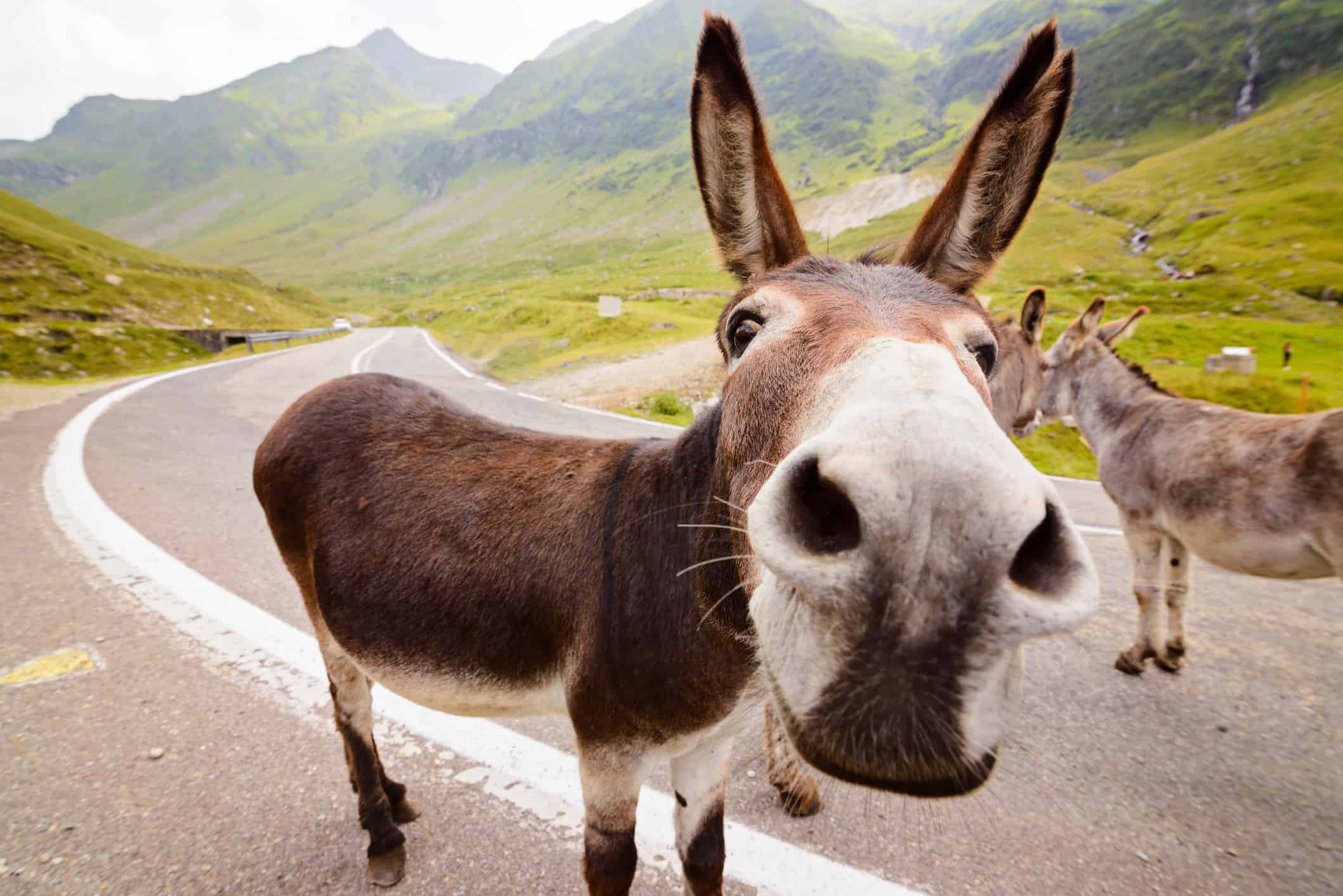 donkey