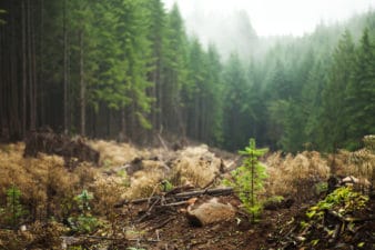 A sapling regrows in a forest that has been logged.