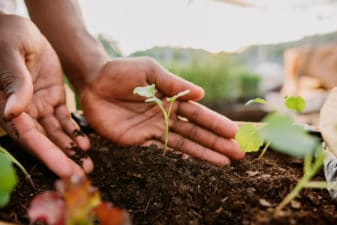 Hands protect a sprout in fertile soil.